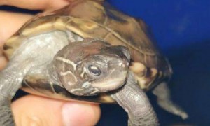 草龟怎么分公母，中华草龟快速分公母的方法-宠物知识
