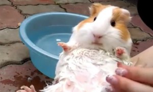 荷兰鼠怎么洗澡-荷兰猪知识