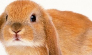 安哥拉兔不吃东西的时候一直趴着发抖-安哥拉兔知识