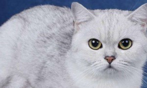 银渐层猫几个月成年-英国短毛猫知识