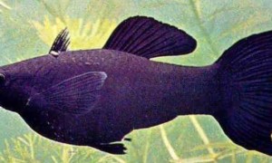 黑玛丽鱼多久繁殖一次-玛丽鱼知识