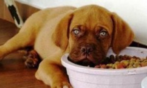 小狗挑食不爱吃狗粮怎么办-宠物饮食