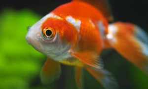 金鱼怎么分辨公母-金鱼知识