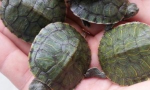 巴西龟怎么养-巴西龟知识