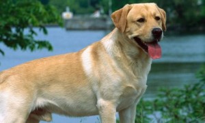 拉布拉多犬和金毛有什么区别-拉布拉多犬知识