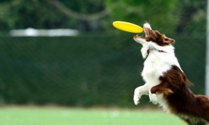 如何训练狗狗接飞盘，飞盘狗训练的方法与技巧-宠物狗训练