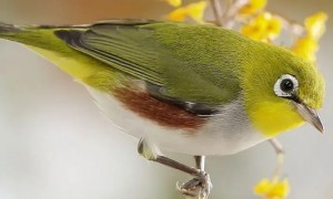 绣眼鸟的养殖方法和注意事项-绣眼鸟知识