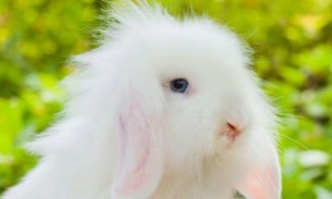 侏儒海棠兔可以长到多大-侏儒兔知识