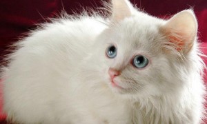 波斯猫只有白色的吗-波斯猫知识