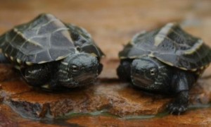 草龟是水龟还是半水龟-草龟知识