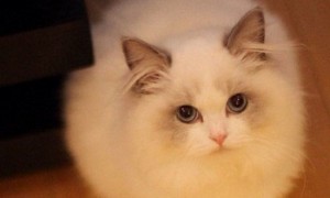 纯种布偶猫价格多少钱，一只至少上万还很难买到-布偶猫知识