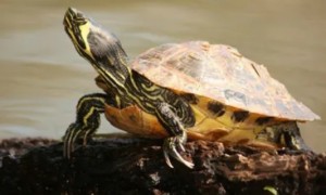 黄耳龟冬眠需要准备什么-巴西龟知识