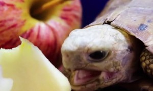 乌龟可以吃水果吗-宠物饮食
