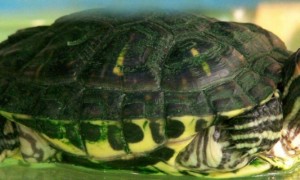 巴西龟龟壳上翘怎么回事-巴西龟知识