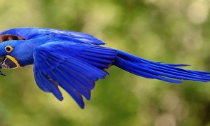 蓝色鹦鹉是什么品种-虎皮鹦鹉知识