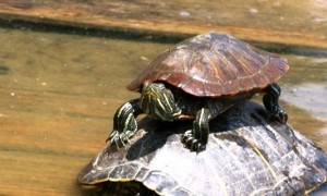 巴西龟为什么不能放生-巴西龟知识