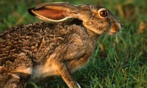 安哥拉兔怎么分公母-安哥拉兔知识