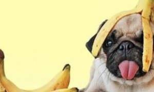 香蕉狗狗可以吃吗-宠物饮食