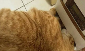 主人给橘猫减肥，不料橘猫不够吃，直接拆了自动喂食机