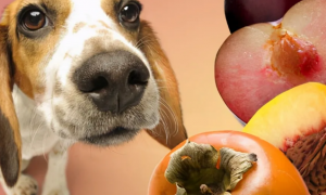 这6种食物，作用不小，可以帮狗狗“治病”