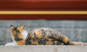 宝通禅寺里有多少只猫？