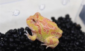 黄金角蛙冬天怎么养