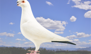 白信鸽都有什么血统
