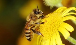 蜜蜂给我们的启示是什么