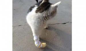 猫咪腿扭伤是什么样的