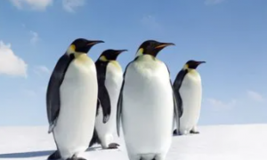 企鹅的生活习性和特点