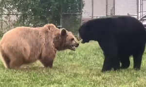 黑熊比棕熊小多少