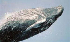 鲸致保洁靠谱吗
