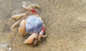 海边捡的寄居蟹可以吃吗