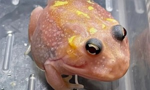 角蛙有眼皮吗