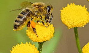 蜜蜂的主要特点是什么