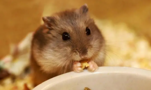 人的食物有哪些是仓鼠可以吃的？有哪些是不能吃的？