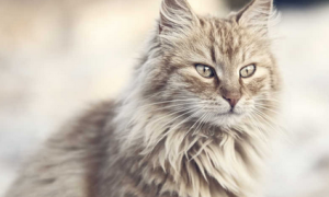 猫咪毛囊炎怎么治疗方法