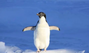 企鹅是变温动物还是恒温动物