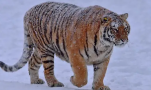 东北虎是最大的虎吗