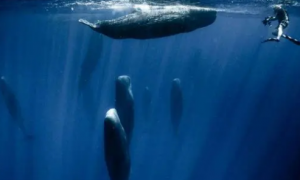 鲸多久呼吸一次
