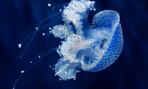 水母是危险的海洋动物吗
