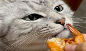 猫咪可以吃水煮虾吗?