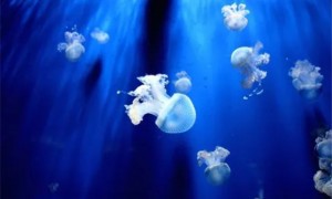 水母属于海洋生物吗