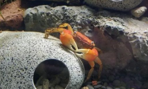 辣椒蟹可以长多大