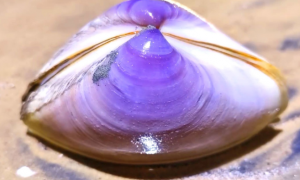 什么蚌可以开出紫色珍珠