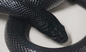黑王蛇是什么品种