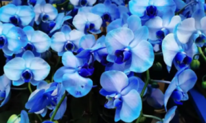 有蓝色的蝴蝶兰花吗