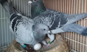 鸽子一公一母下4个蛋