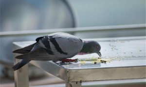 鸽子羽毛蓬松吃食正常